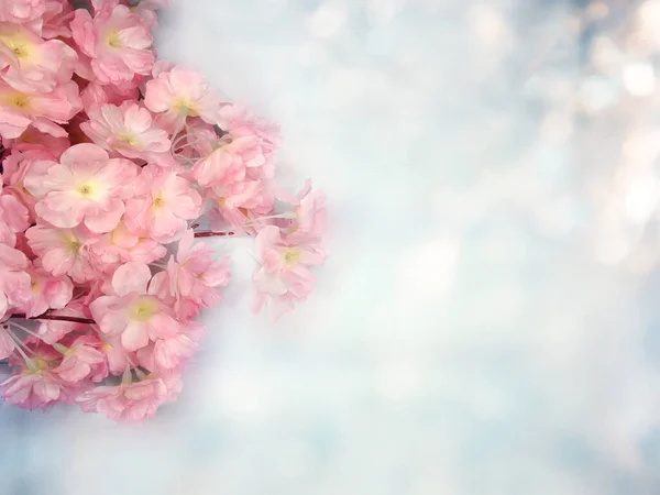 Primavera Backgroung Fioritura Sakura Fiori Ciliegio Fiore Natura Floreale Bokeh — Foto Stock