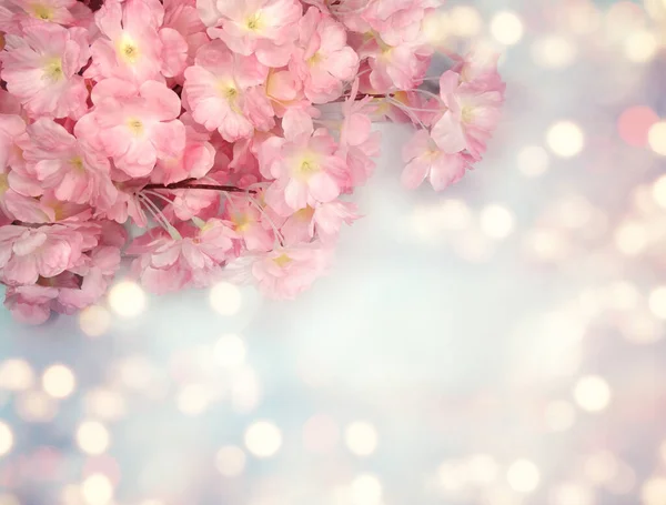 Spring Backgroung Flowering Sakura Cherry Flowers Blossom Floral Nature Abstract — Stock Photo, Image