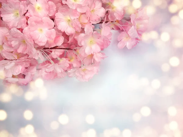 春天的背景 盛开的樱花 开的樱花 花的自然与抽象的Bokeh — 图库照片