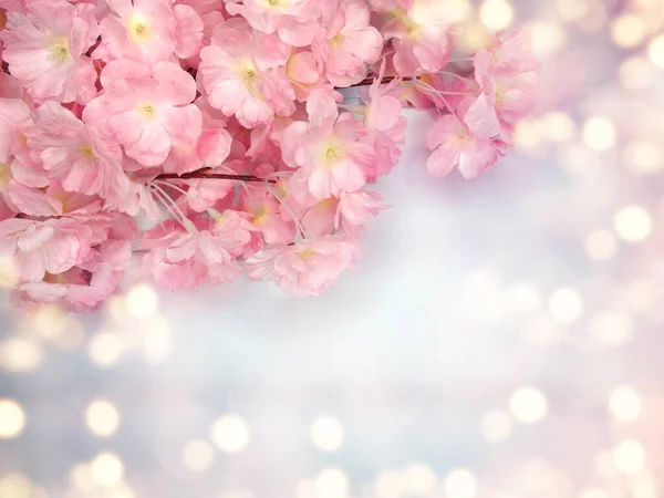 Frühling Hintergrund Blühende Sakura Kirschblüten Blühen Florale Natur Und Abstraktes — Stockfoto