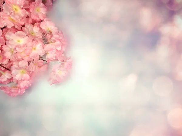 Primavera Backgroung Fioritura Sakura Fiori Ciliegio Fiore Natura Floreale Bokeh — Foto Stock