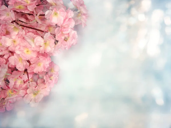 Primavera Backgroung Floração Sakura Cereja Flores Flor Floral Natureza Abstrato — Fotografia de Stock