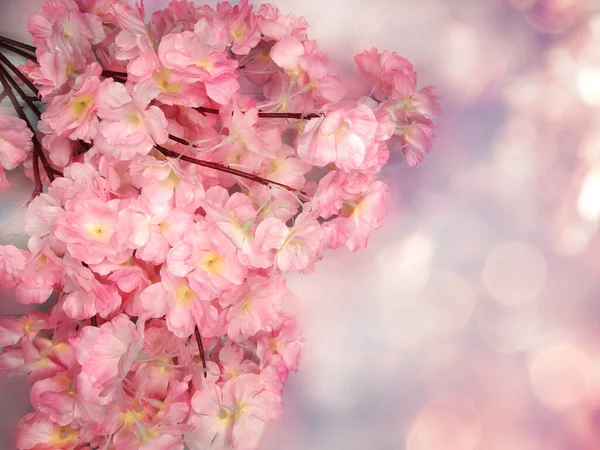Vår Backgroung Blommande Sakura Körsbär Blommor Blomma Blommig Natur Och — Stockfoto