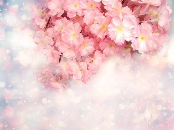 Spring Backgroung Flowering Sakura Cherry Flowers Blossom Floral Nature Abstract — Stock Photo, Image