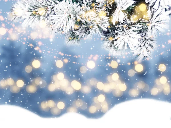 冬季圣诞背景 雪松分枝在森林背景上 — 图库照片