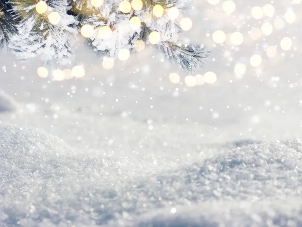 冬季圣诞背景 雪松分枝在森林背景上 — 图库照片
