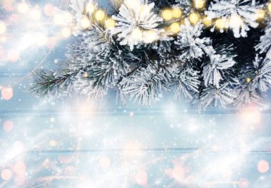 Kış Noel arkaplanı köknar dalları koniler ve mavi ahşap dokuda kar                              