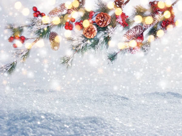 冬季圣诞背景 雪松分枝在森林背景上 — 图库照片