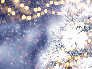 Kış Noel arkaplanı köknar dalları koniler ve mavi ahşap dokuda kar                              