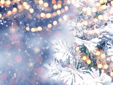 Kış Noel arkaplanı köknar dalları koniler ve mavi ahşap dokuda kar                              