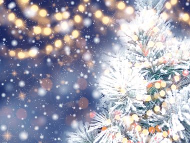 Kış Noel arkaplanı köknar dalları koniler ve mavi ahşap dokuda kar                              