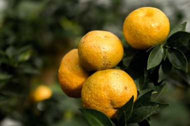 Orangetree III