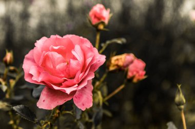 onun tomurcukları ile romantik pembe Gül