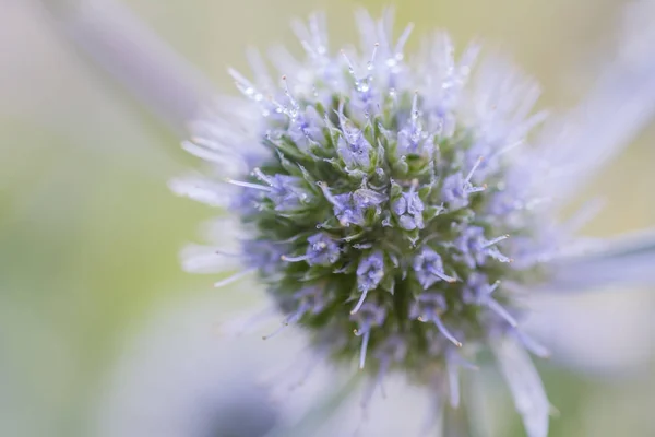 De druppels van het water op thr blauwe wild flower. — Stockfoto