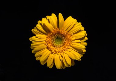 Siyah arka plan üzerine güneş sembolü olarak sarı gerber çiçek.