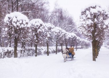 Moscow, Russia - February 11, 2018: Traditional winter Russian fun. Sledging. White horse, coachman, passengers, alley, snowdrifts, snow-covered trees, Kuskovo manor park. Soft focus. clipart