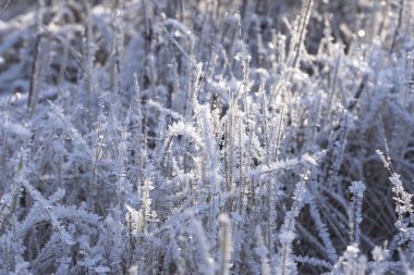 Kar, don, buz kuru otları kaplar. Yakın plan seçici odaklanma.