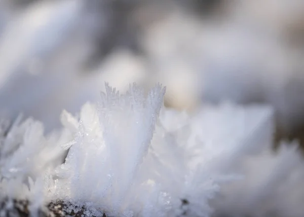 Cristales Nieve Corona Hielo Cerca Enfoque Selectivo — Foto de Stock