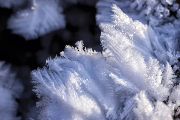 Снежные Кристаллические Перья Закрывают Селективный Фокус — стоковое фото
