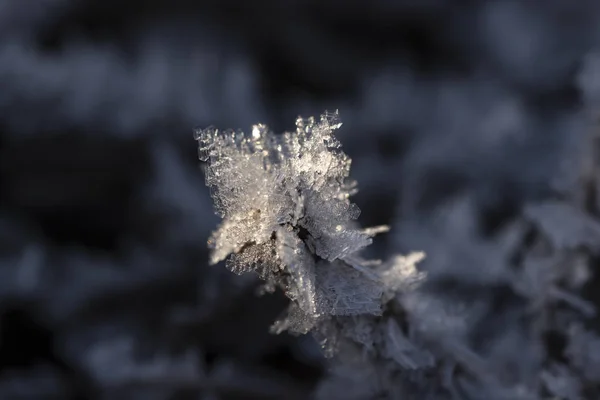 Droge Tak Bedekt Met Ijzel Sneeuw Kristallen Close Selectieve Focus — Stockfoto