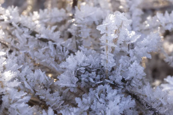 Cristales Nieve Heladas Los Tallos Hierba Seca Cerca — Foto de Stock