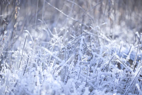 Sneeuw Vorst Ijsbedekking Droog Gras Close Selectieve Focus — Stockfoto