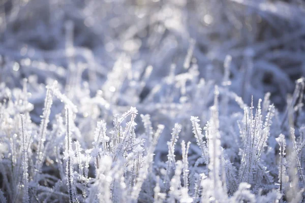 Sneeuw Vorst Ijsbedekking Droog Gras Close Selectieve Focus — Stockfoto