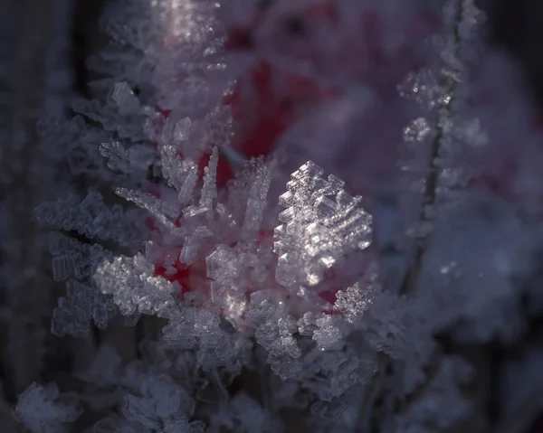 Гілка Снігового Кристалу Крупним Планом Вибірковий Фокус — стокове фото