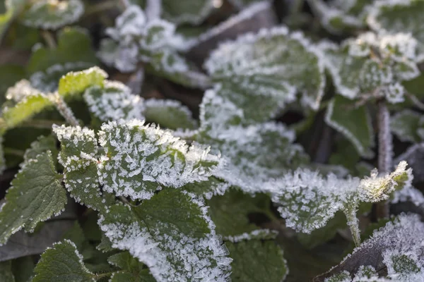 Zielone Liście Roślin Pokryte Biały Mróz Kryształy Śniegu Zbliżyć Selektywne — Zdjęcie stockowe