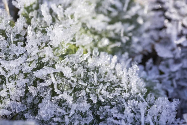 Witte Ijzige Sneeuw Kristallen Bedekt Groen Gras Close Selectieve Focus — Stockfoto