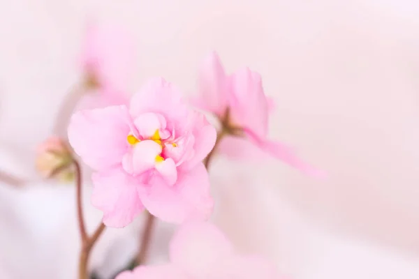 Pembe Mor Çiçek Seçici Odağı Kapat — Stok fotoğraf