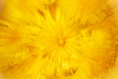 Doğal sarı mutlu güneşli bulanık karahindibalar çiçek arkaplanı 