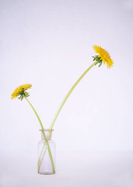 Beyaz arka planda cam bir kavanozda iki sarı karahindiba.