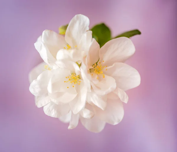 White Apple Tree Flowers Close Selective Focus Stock Image