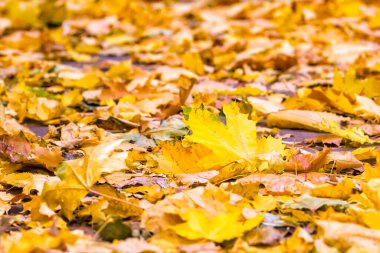 Sarı sonbahar akçaağaç yaprakları seçici bir odak noktasında