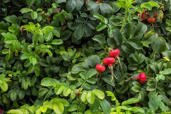 Rosa Vermelha Bagas Quadril Entre Folhas Verdes — Fotografia de Stock