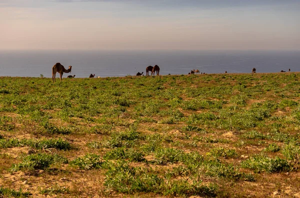 Una manada de dromedarios salvajes en la costa del sur de Marruecos — Foto de Stock