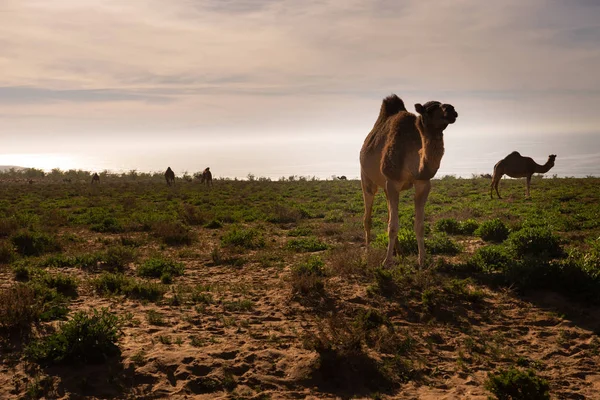 Una manada de dromedarios salvajes en la costa del sur de Marruecos — Foto de Stock