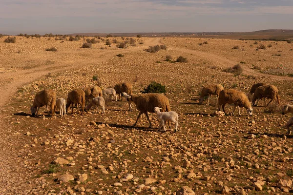 Un rebaño de ovejas en el desierto — Foto de Stock