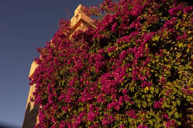 oleander on the wall of a house