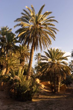Dar vahada palmiye ağaçları