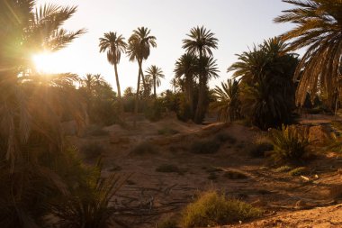 Dar vahada palmiye ağaçları