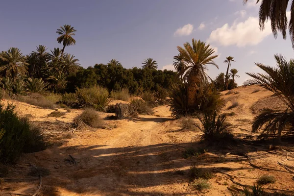 Palme nell'oasi di Tighmert Fotografia Stock