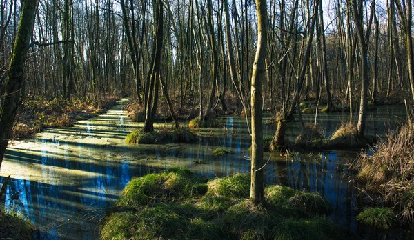 Marsh gölgeler ve bitki örtüsü, ağaçlar, otlar ile ışıkları
