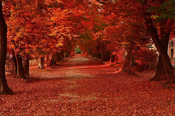 Красивый цвет осенью — стоковое фото