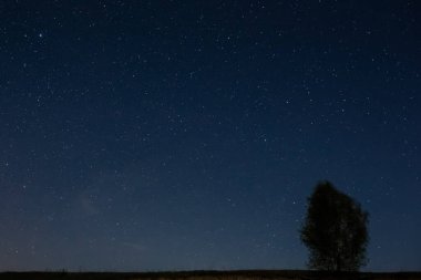 Yıldızlı gökyüzünün arka planındaki ağaç. Gece gökyüzü