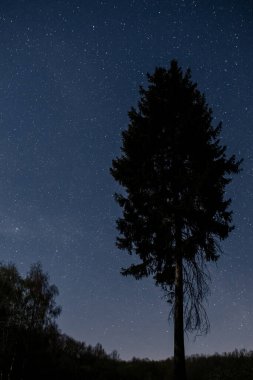 Yıldızlı gökyüzünün arka planında büyük bir çam. Gece gökyüzü