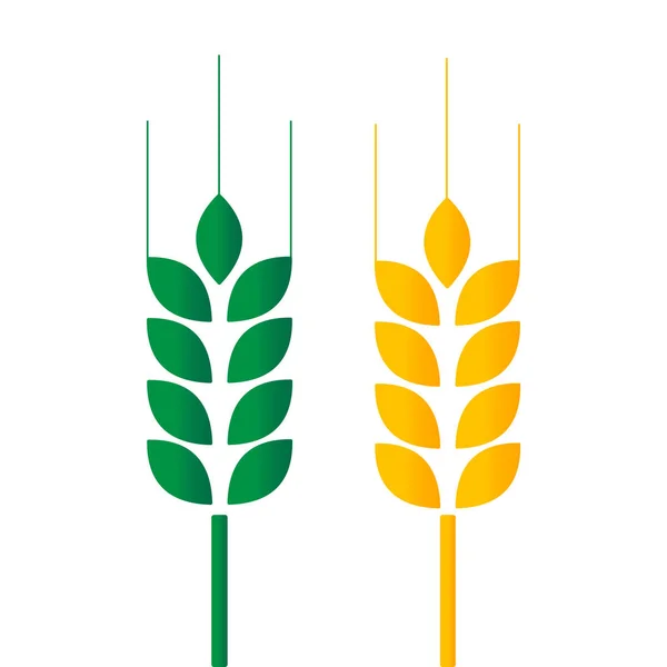 Green and Golden Wheat — Stock Vector