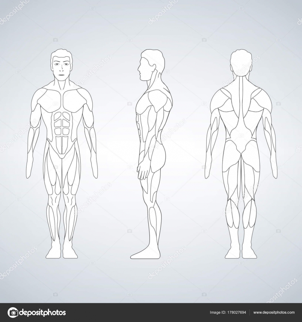 Full Length Muscle Body Front Back View Of A Standing Man Vector Image By C Kyryloff Vector Stock 178027694