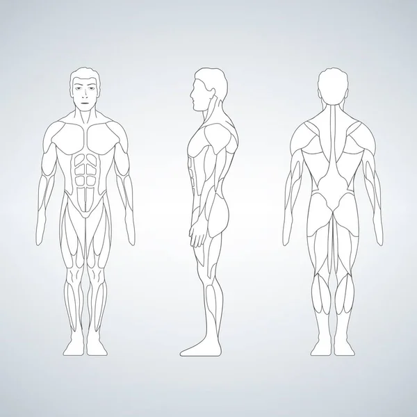 Ganzkörpermuskulatur, Vorder- und Rückansicht eines stehenden Mannes — Stockvektor